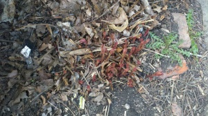 Look, it is the red sprouts of peonies.