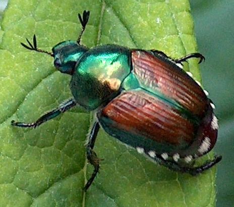 Japanese-Beetle-Picture